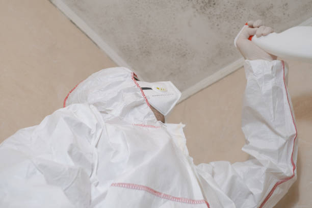 Best Bathroom Mold Remediation in Rlborough, MA