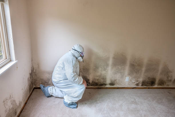 Best Emergency Mold Remediation in Rlborough, MA
