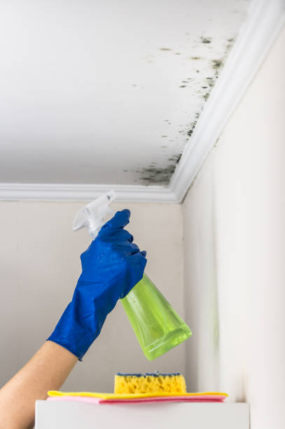 Best Health and Safety Mold Remediation in Rlborough, MA